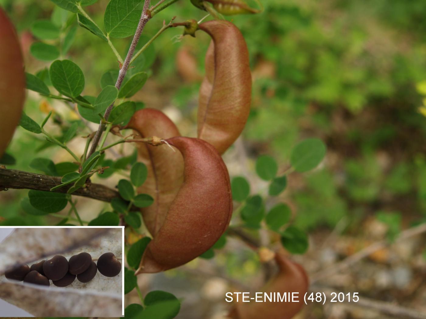 Bladder Senna fruit